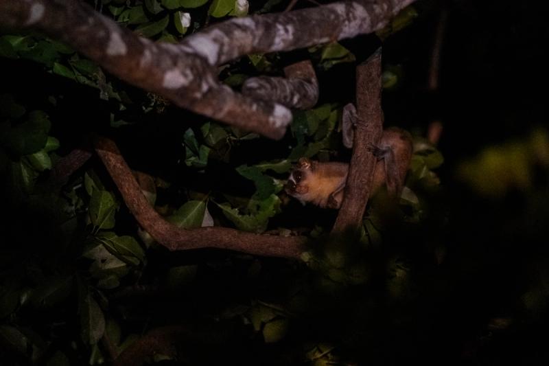 Toque macaque perched in a tree, gray fur and alert expression, dappled forest light behind