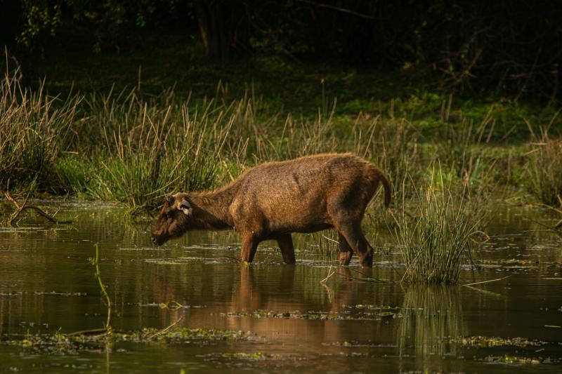Sambar deer wading through a Yala lagoon at golden hour