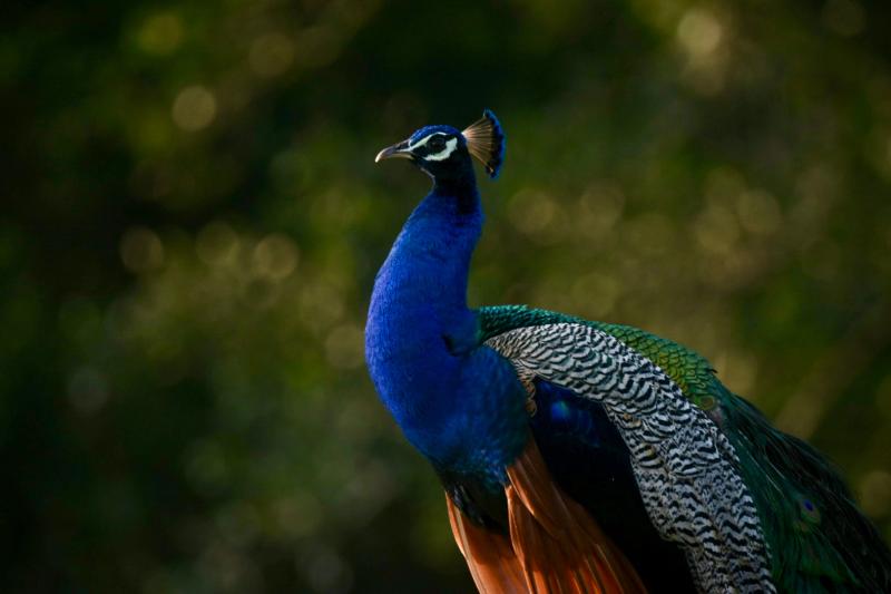 Peacock displaying brilliant blue and green plumage