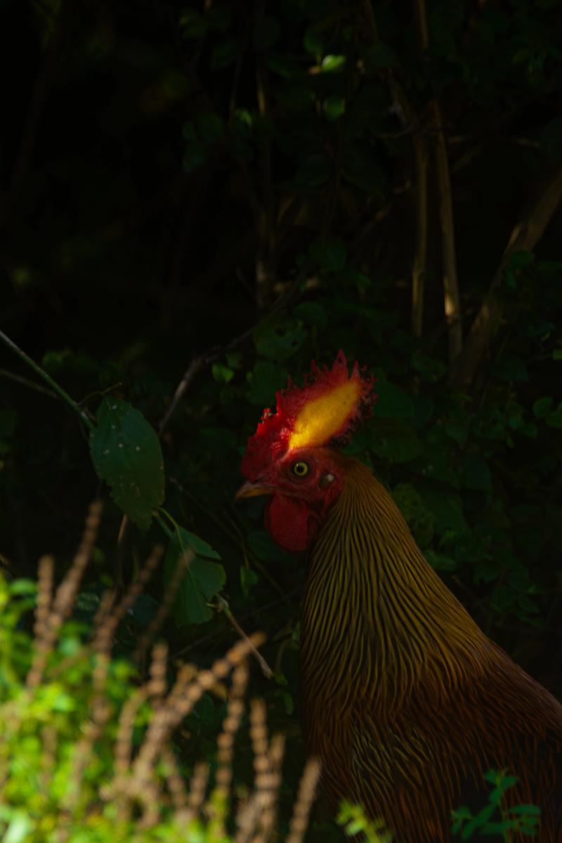 Sri Lankan junglefowl at the forest edge — the island's national bird