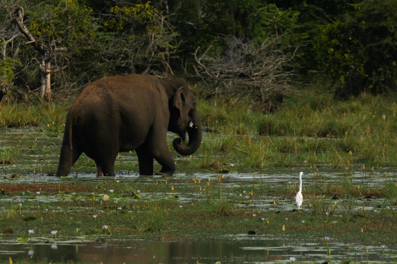 Elephant wandering through the wetlands