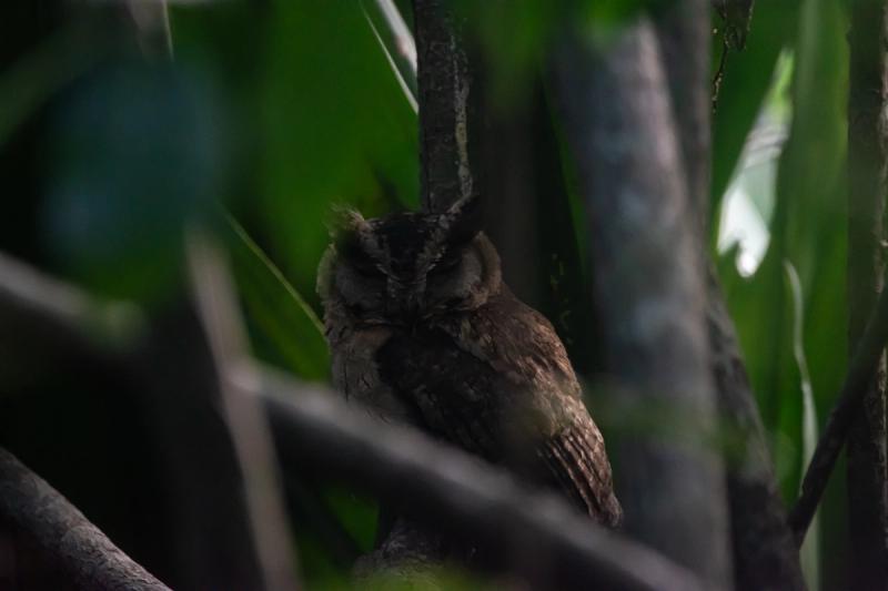 Owl perched on a branch