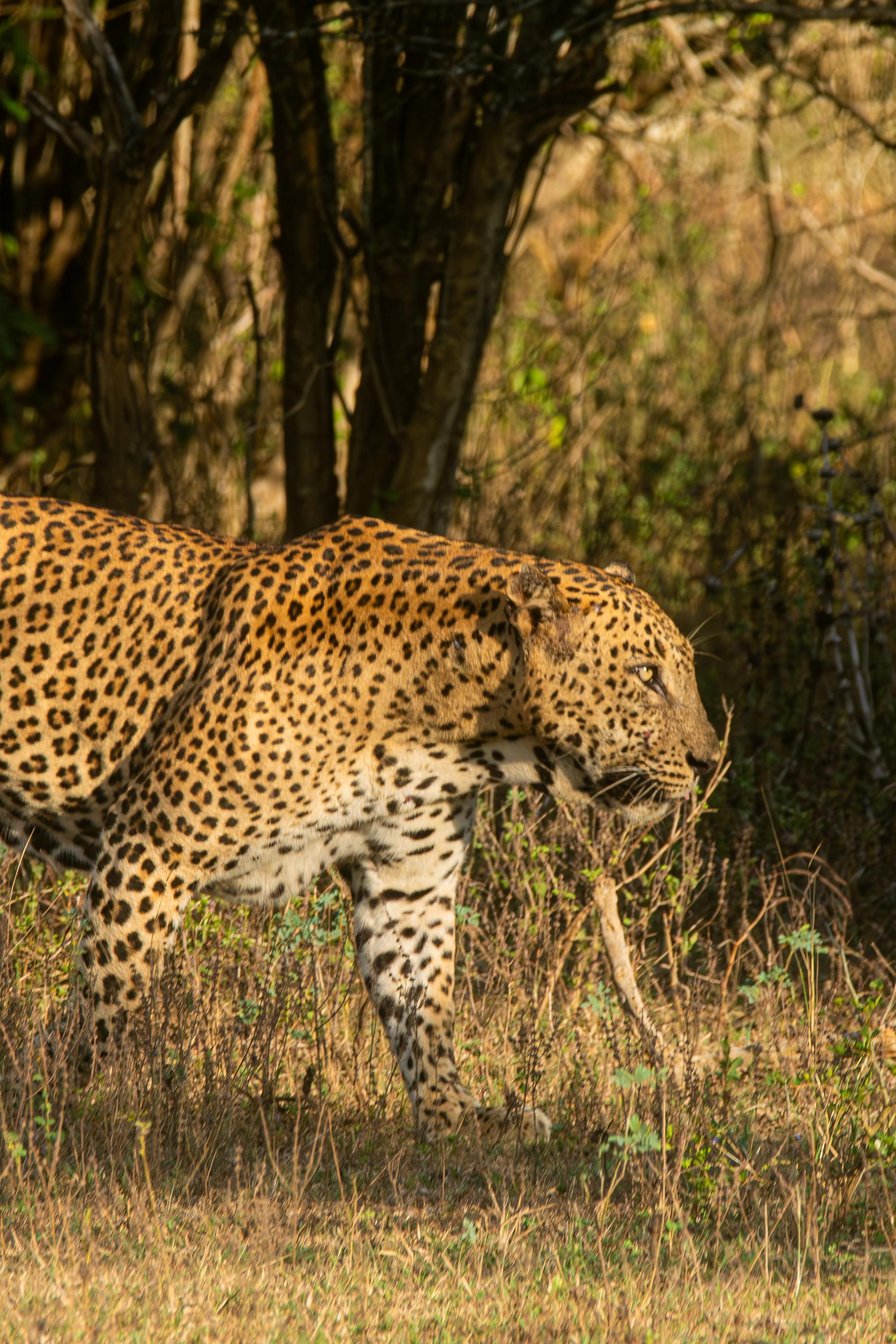 The Long Wait for a Leopard