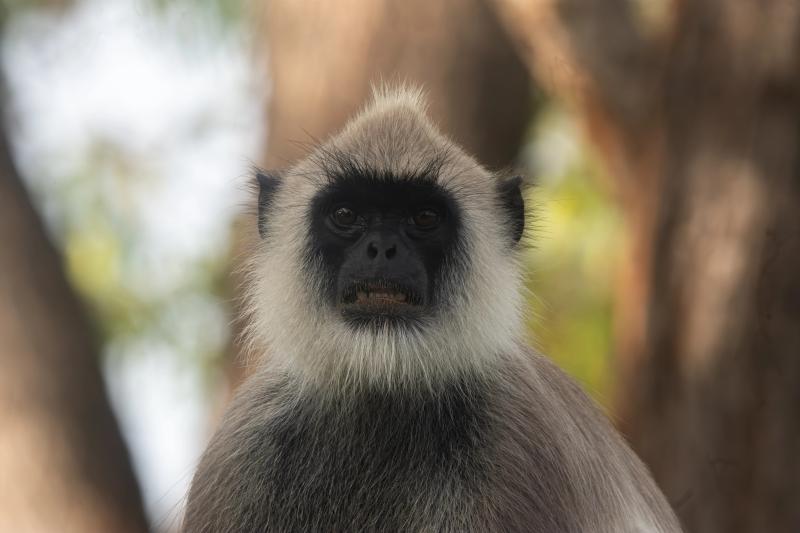 Grey langur watching from a tree, Yala