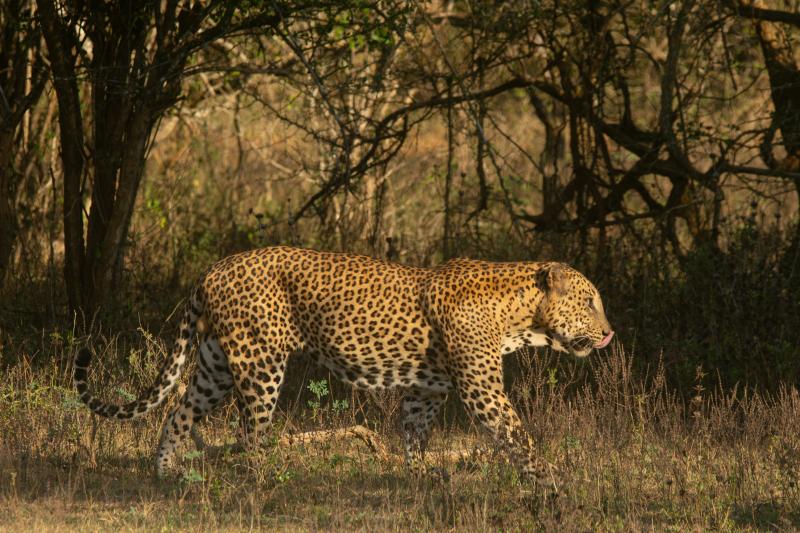 Sri Lankan leopard crossing a track in low evening light