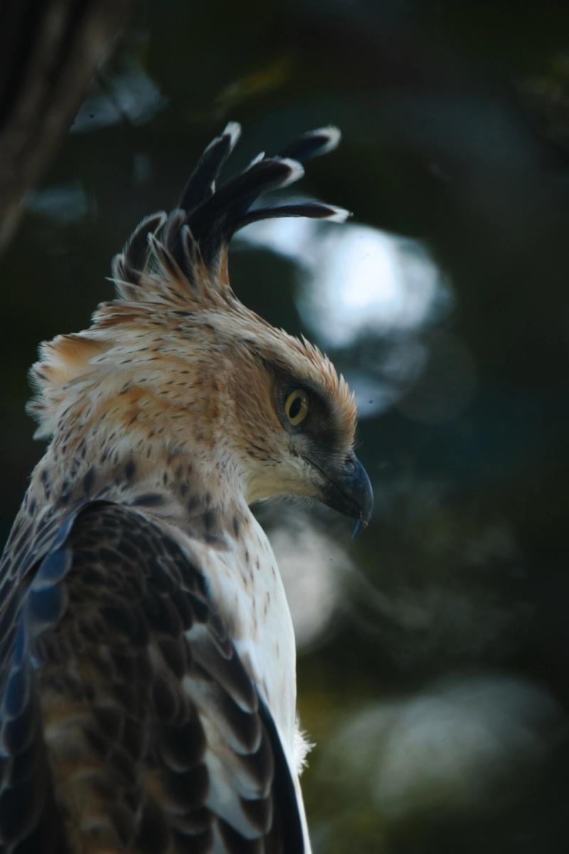Crested hawk-eagle watching from the canopy