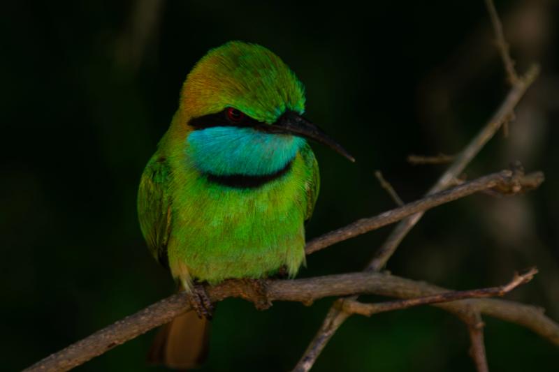 Green bee-eater in close view
