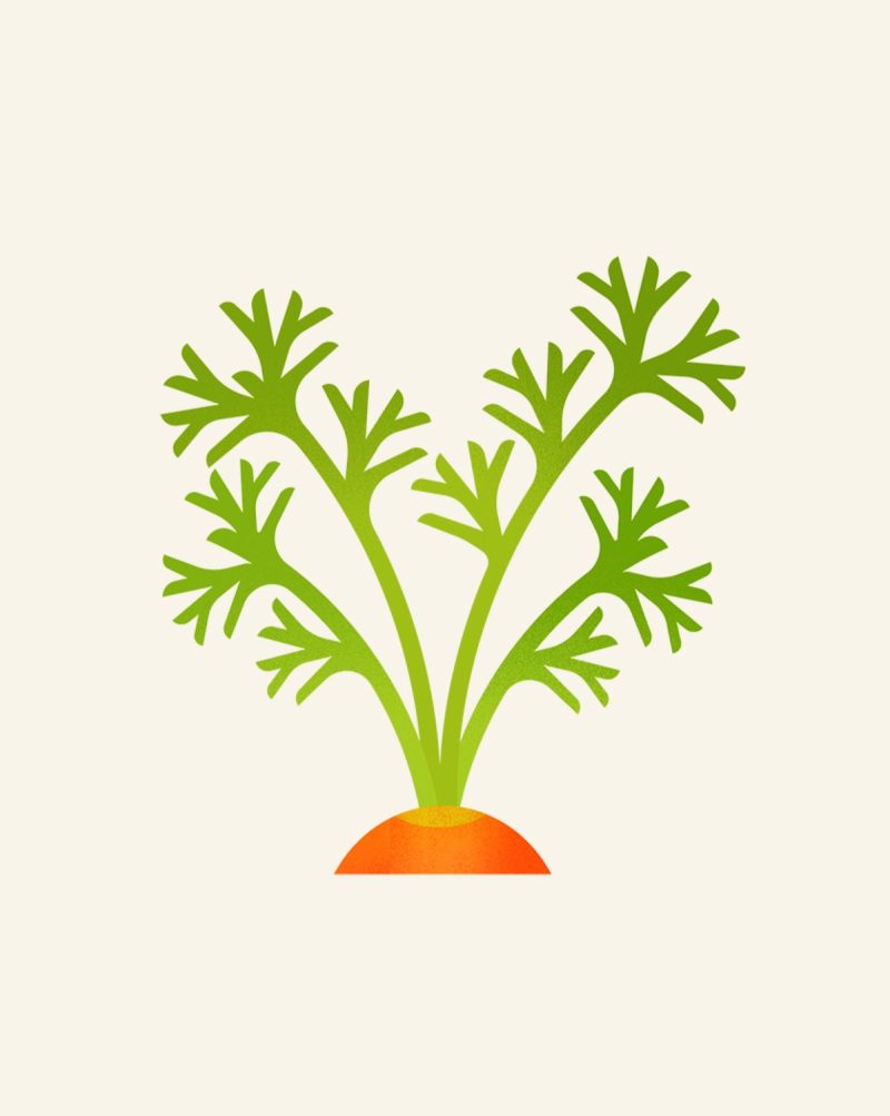 Carrot