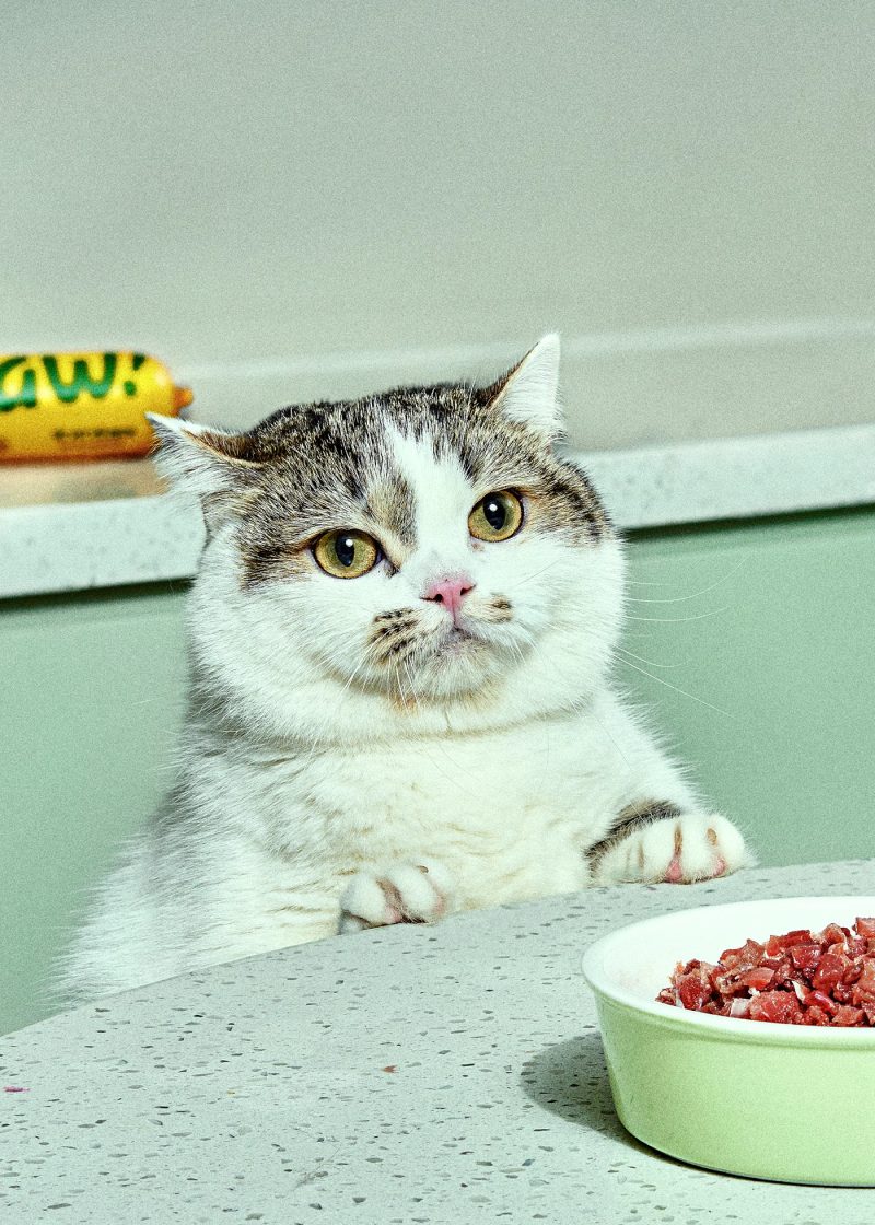 Cat with Food Bowl