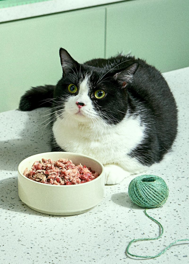 Cat with Food Bowl