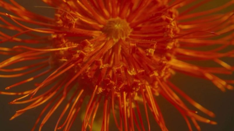 Soya Photography: Flower close-up film, 2026 brand identity by Local Optima