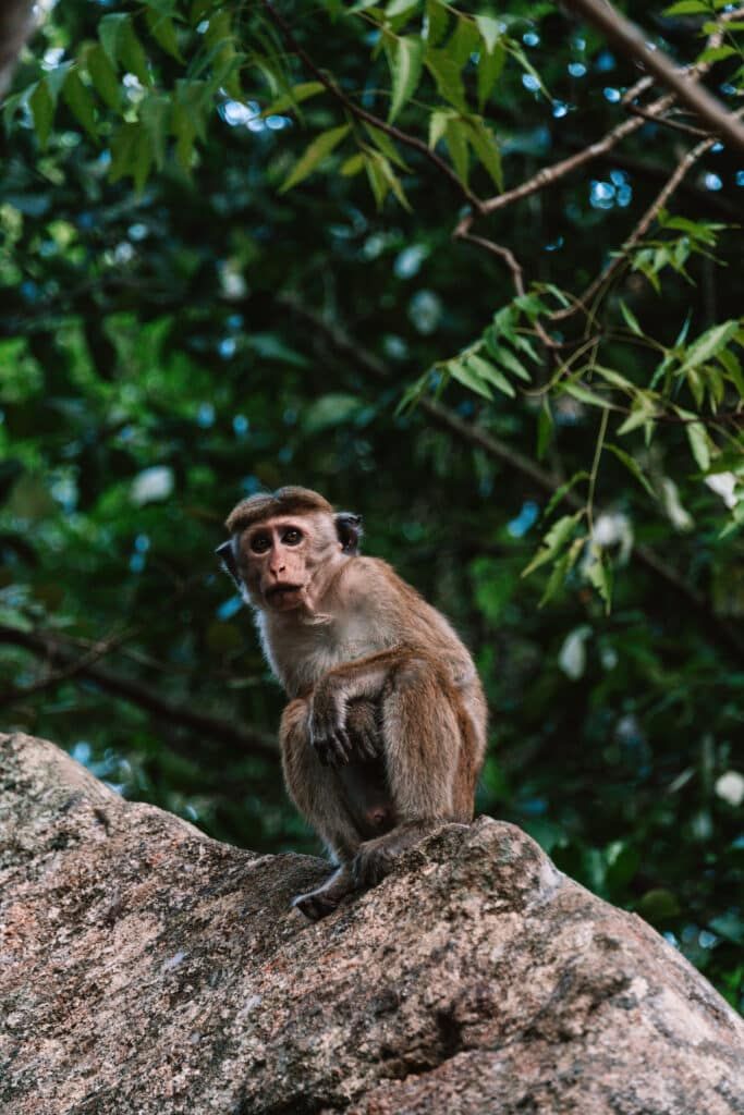 Sri Lanka – ile trwa lot do tropikalnego raju?