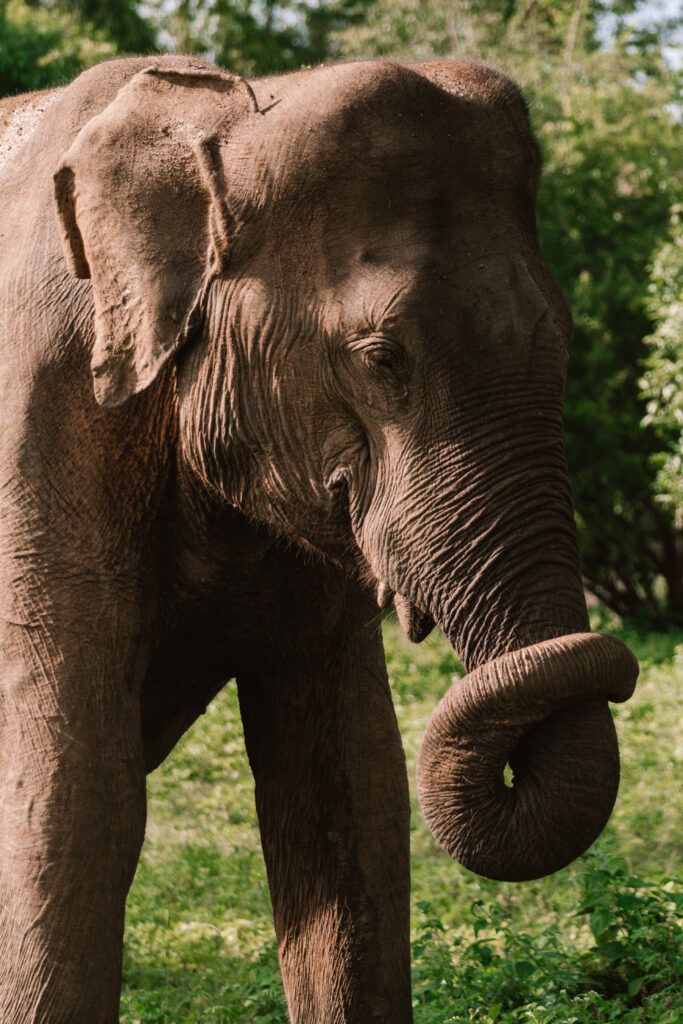 Sri Lanka – pogoda w grudniu. Czy to dobry czas na podróż?