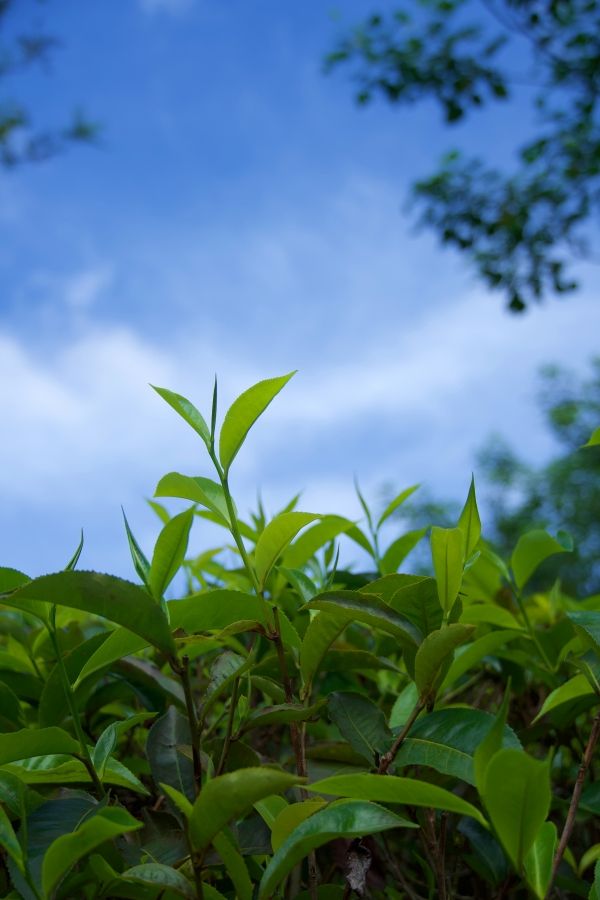 Sri Lanka atrakcje – plantacje herbaty i inne skarby wyspy