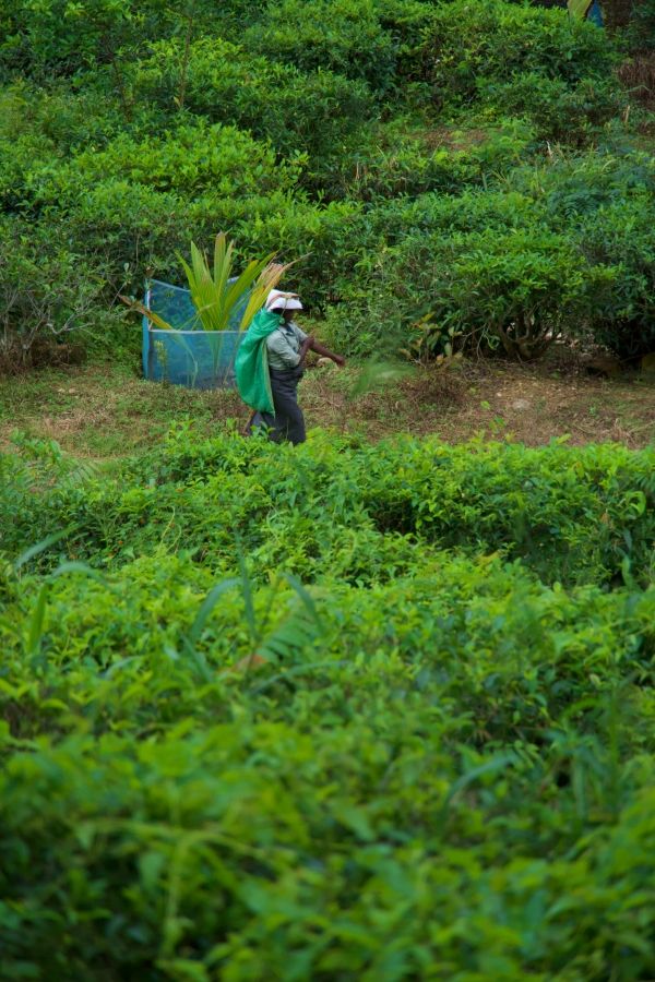 Sri Lanka atrakcje – plantacje herbaty i inne skarby wyspy