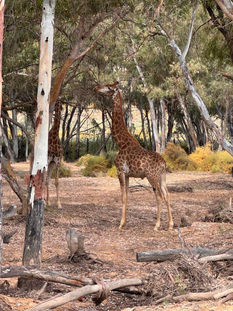 Kapsztad – co zobaczyć? Najlepsze safari w RPA: Aquila Safari Park