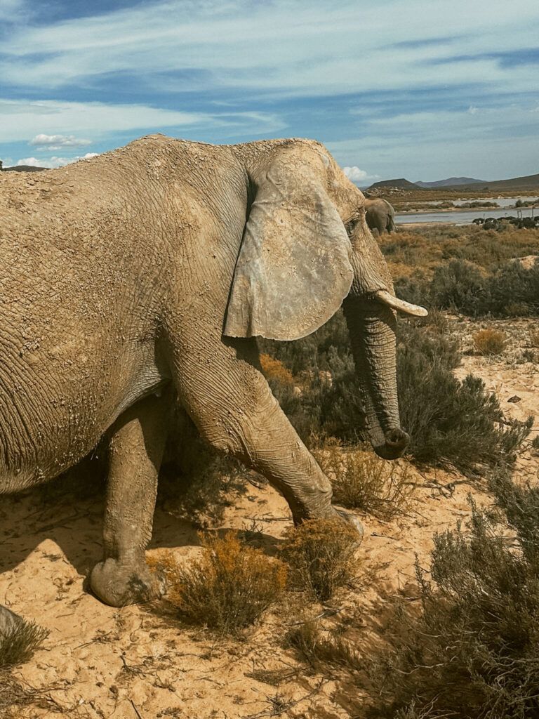Kapsztad – co zobaczyć? Najlepsze safari w RPA: Aquila Safari Park