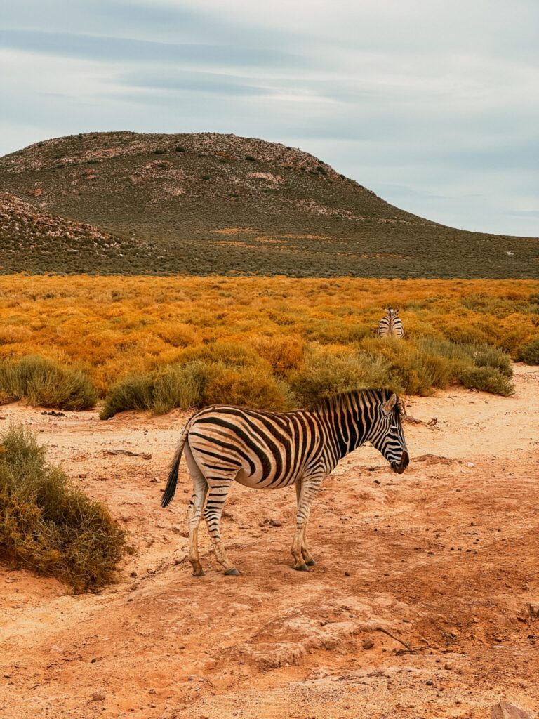 Kapsztad – co zobaczyć? Najlepsze safari w RPA: Aquila Safari Park