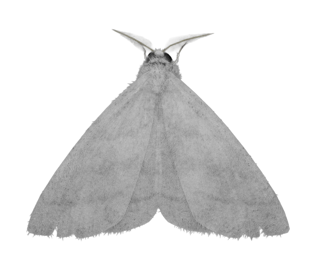 Grey render of the moth from above without the wireframe: furry triangular wings and two feathered antennae on black.