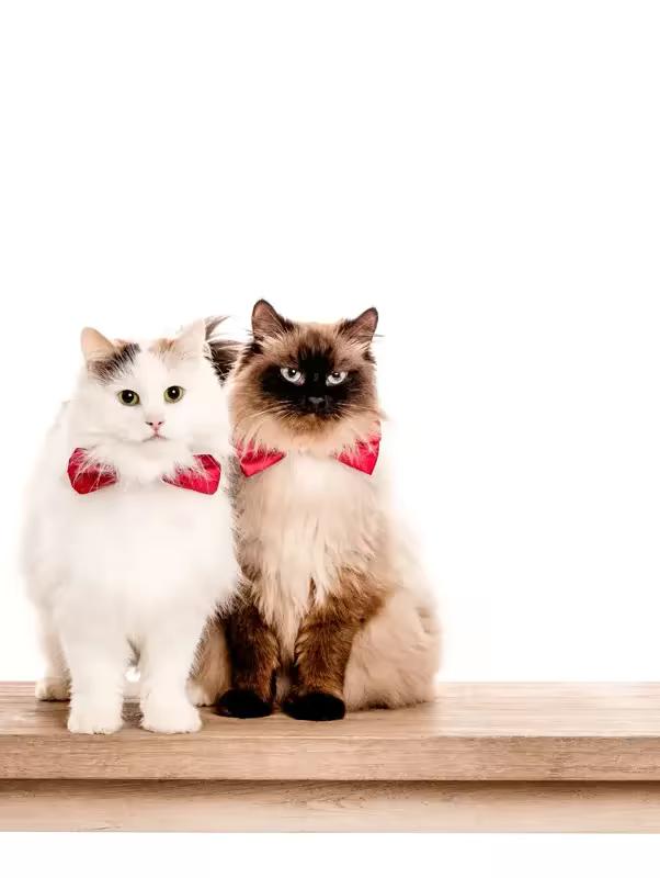 Cats in bow ties