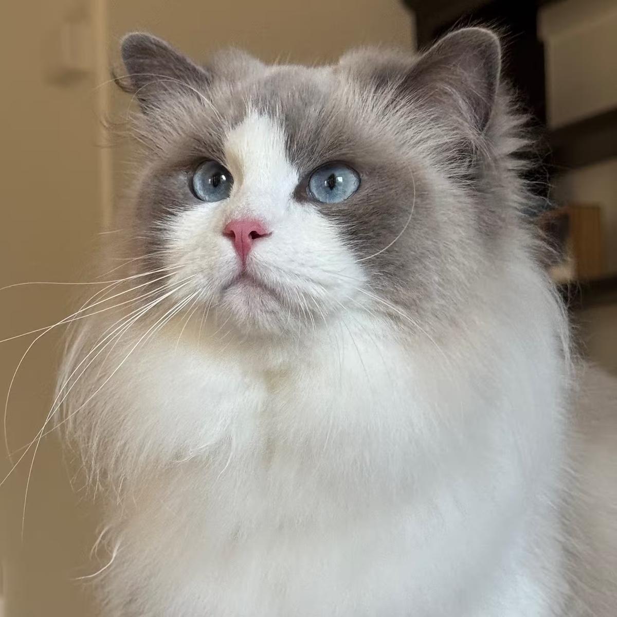 Zlata