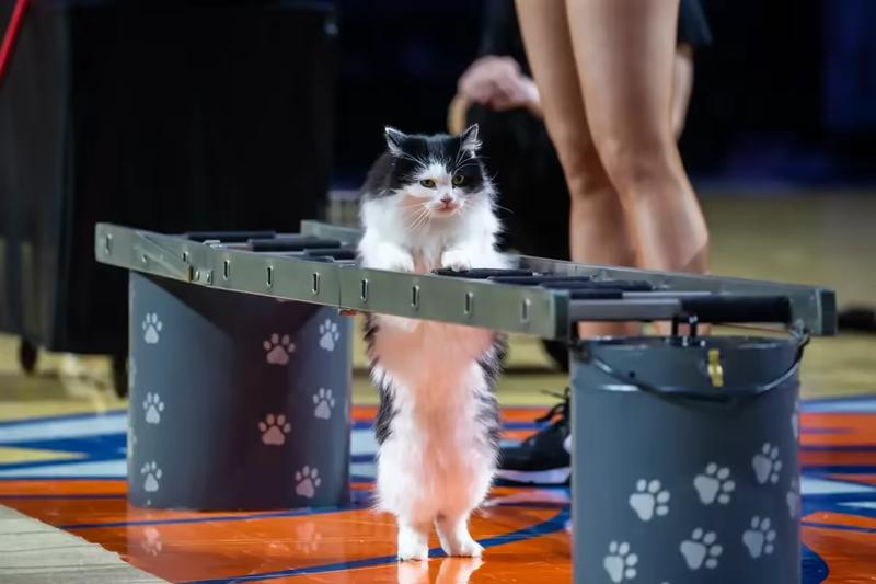 Cat jumping through ladder