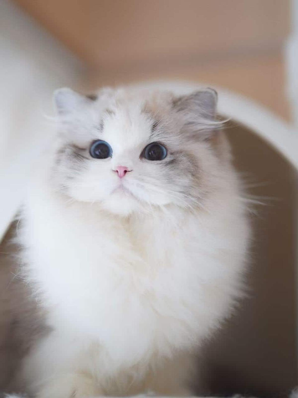 Bella