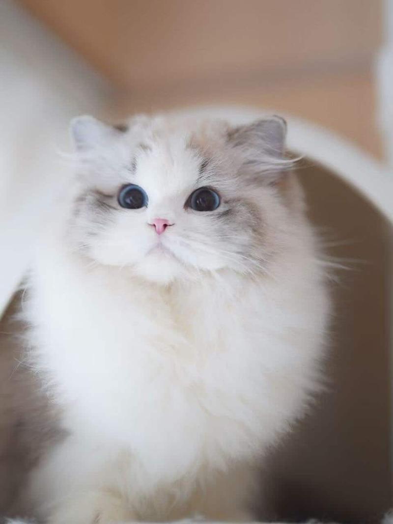 Bella