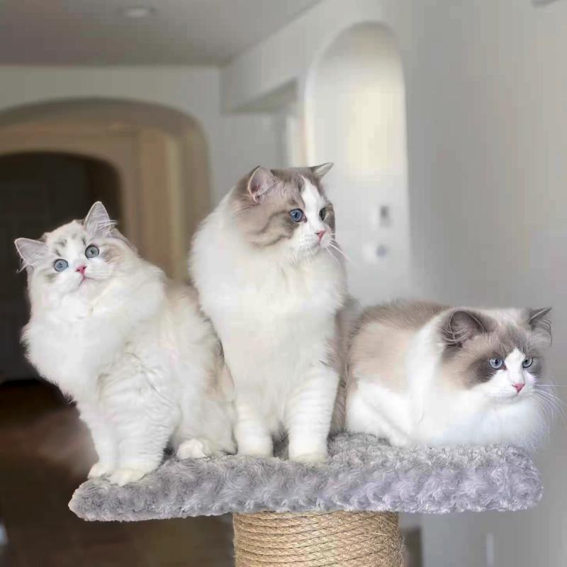 3 cats together