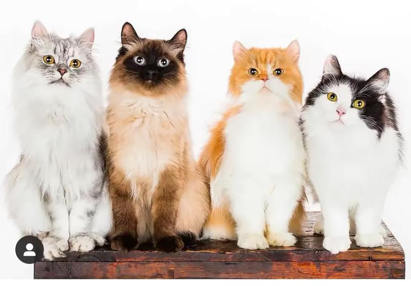 Cats looking at camera