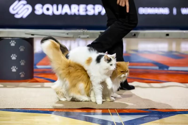 Cat jumping over each other