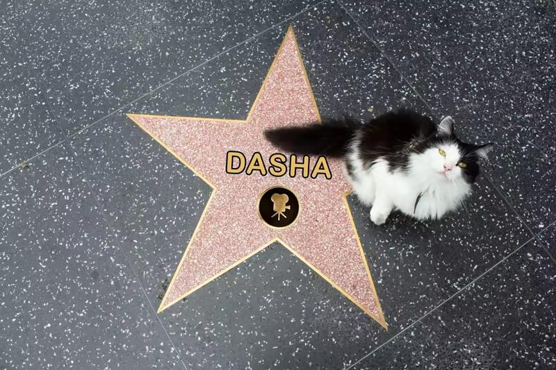Dasha on her hollywood star