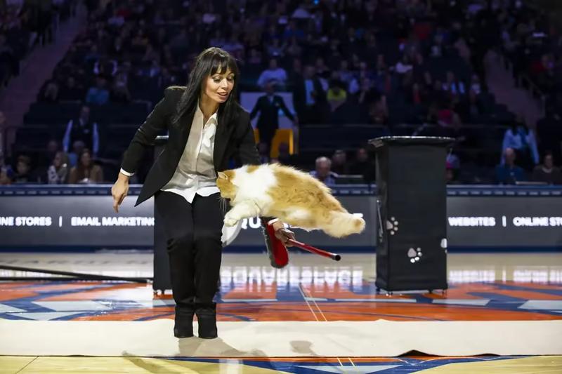 Cat jumping over a broom
