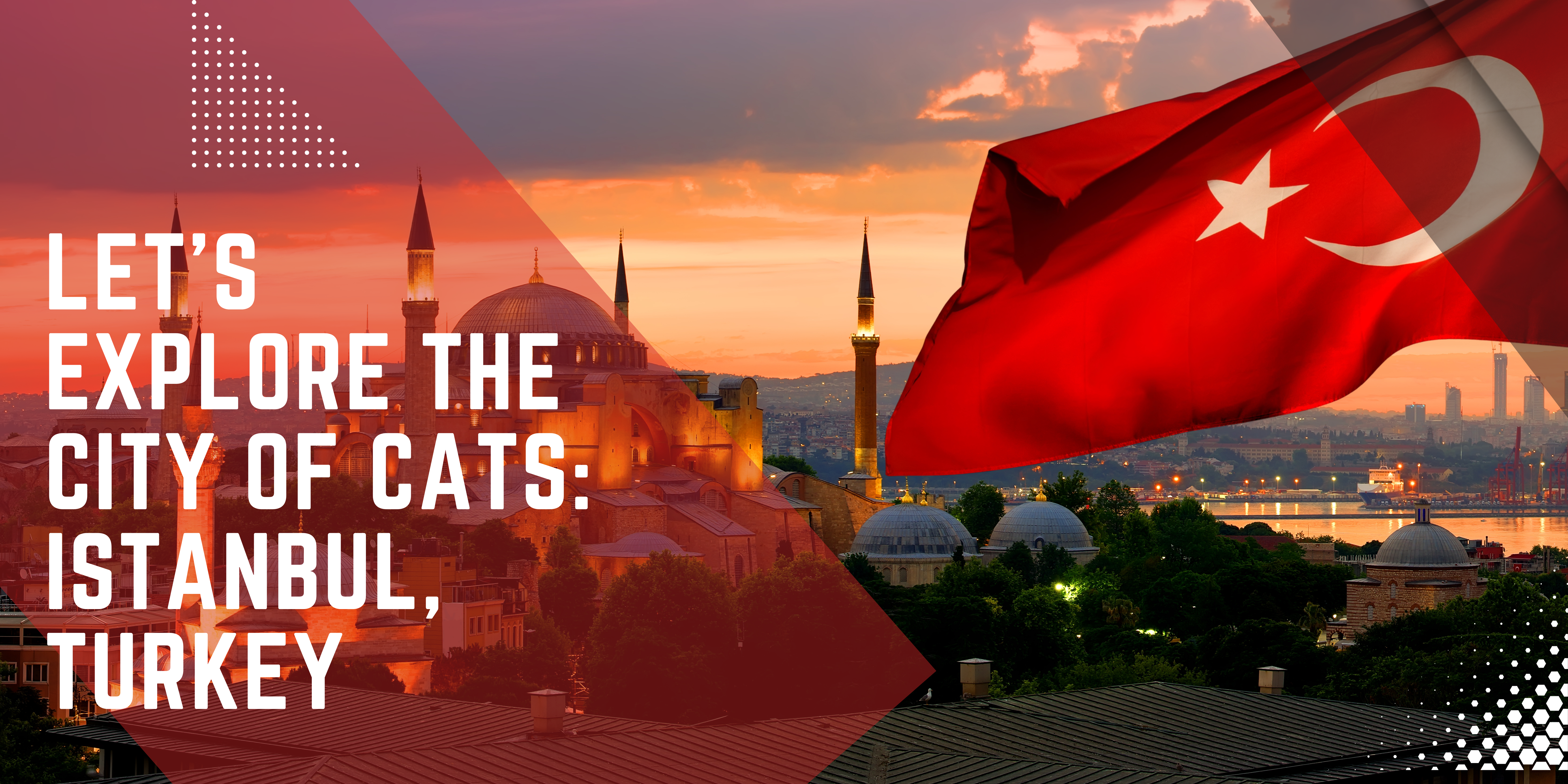 Let’s Explore the City of Cats: Istanbul, Turkey