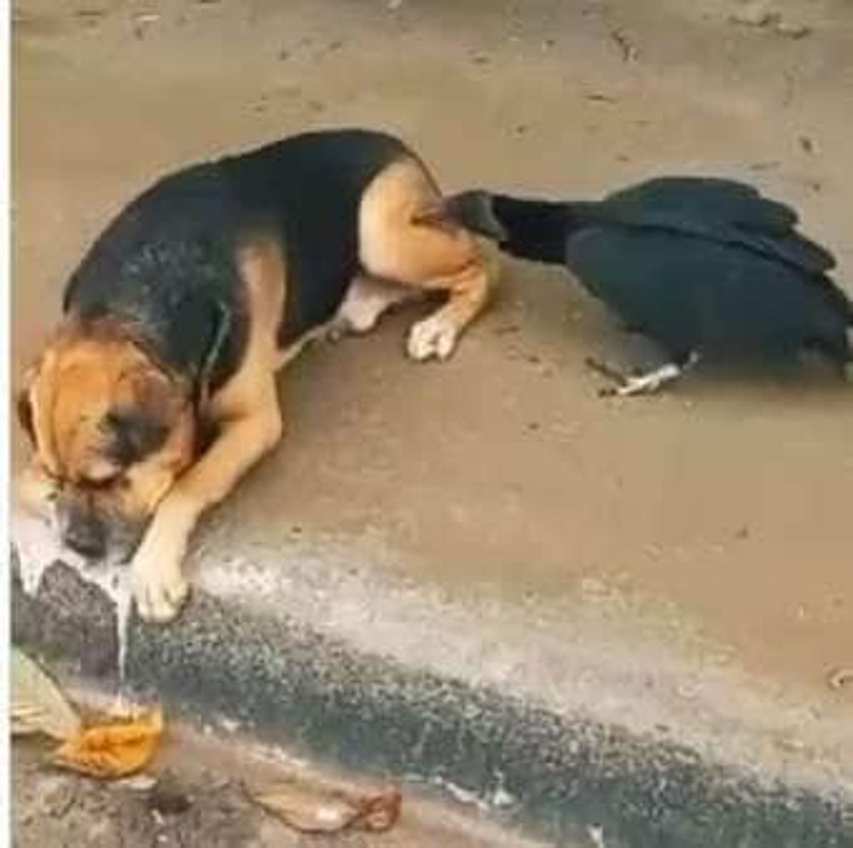 Urubu tenta devorar cãozinho vivo e cena hilária viraliza nas redes