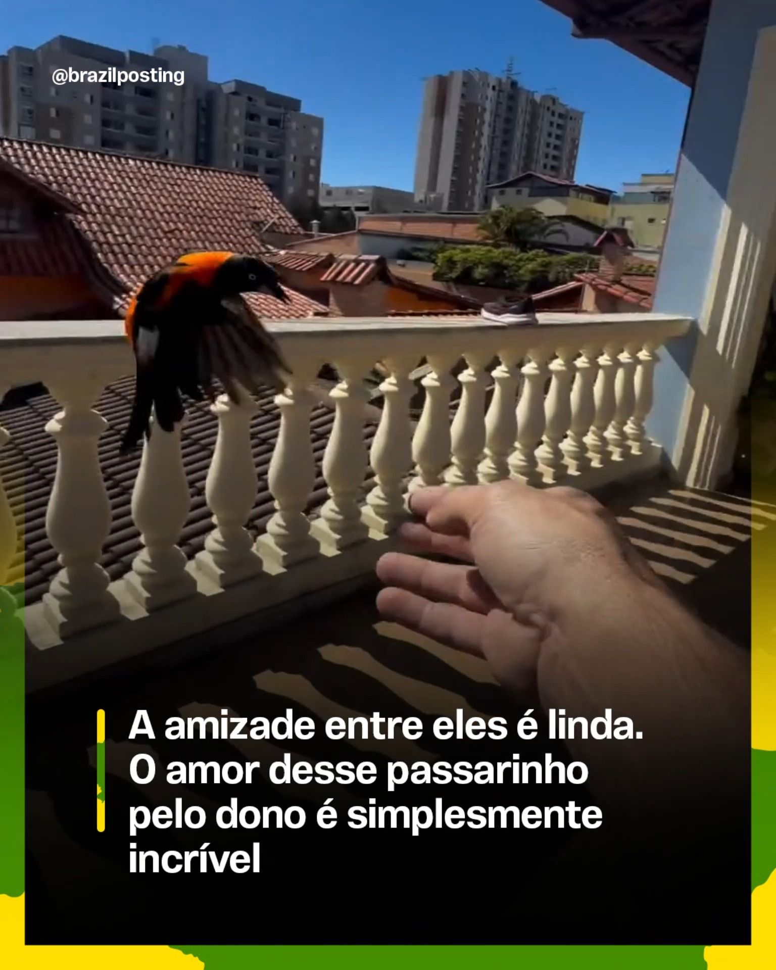 Pássaros reconhecem e demonstram afeto por seus tratadores