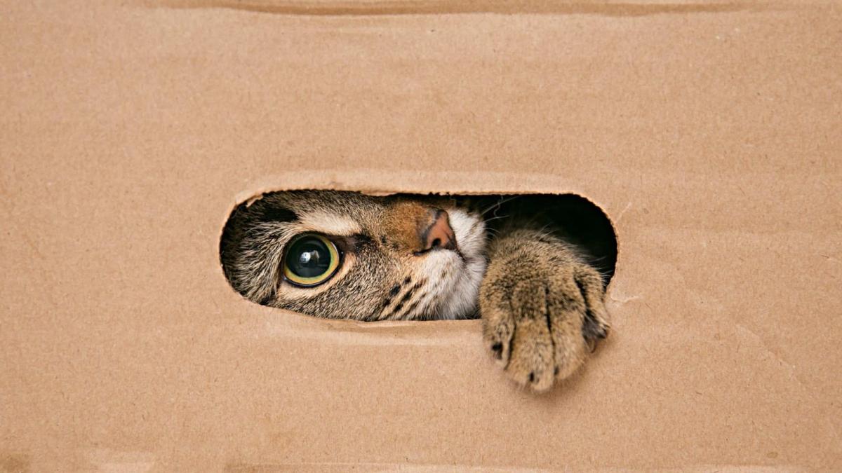 Por que gatos amam caixas de papelão? A ciência explica