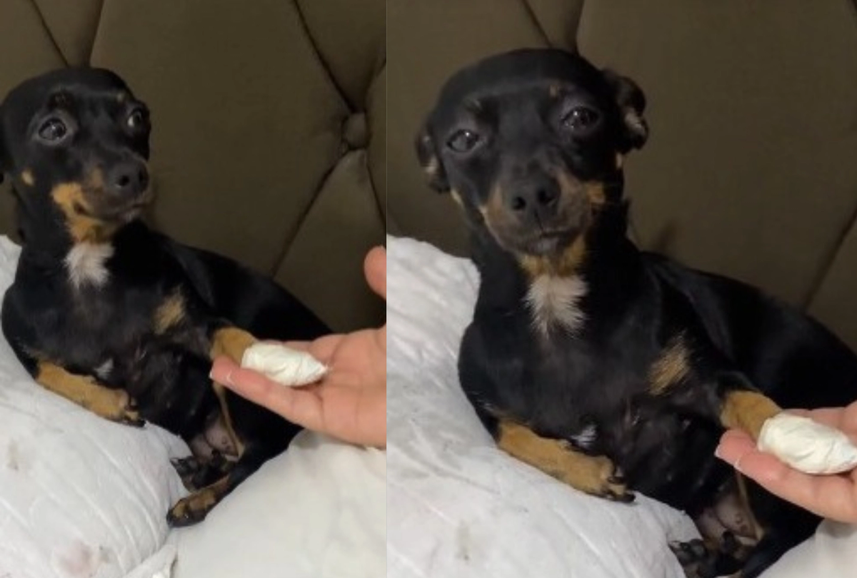 Cachorra 'prefeita' da coitadolândia faz drama depois de machucar a patinha e comove a internet