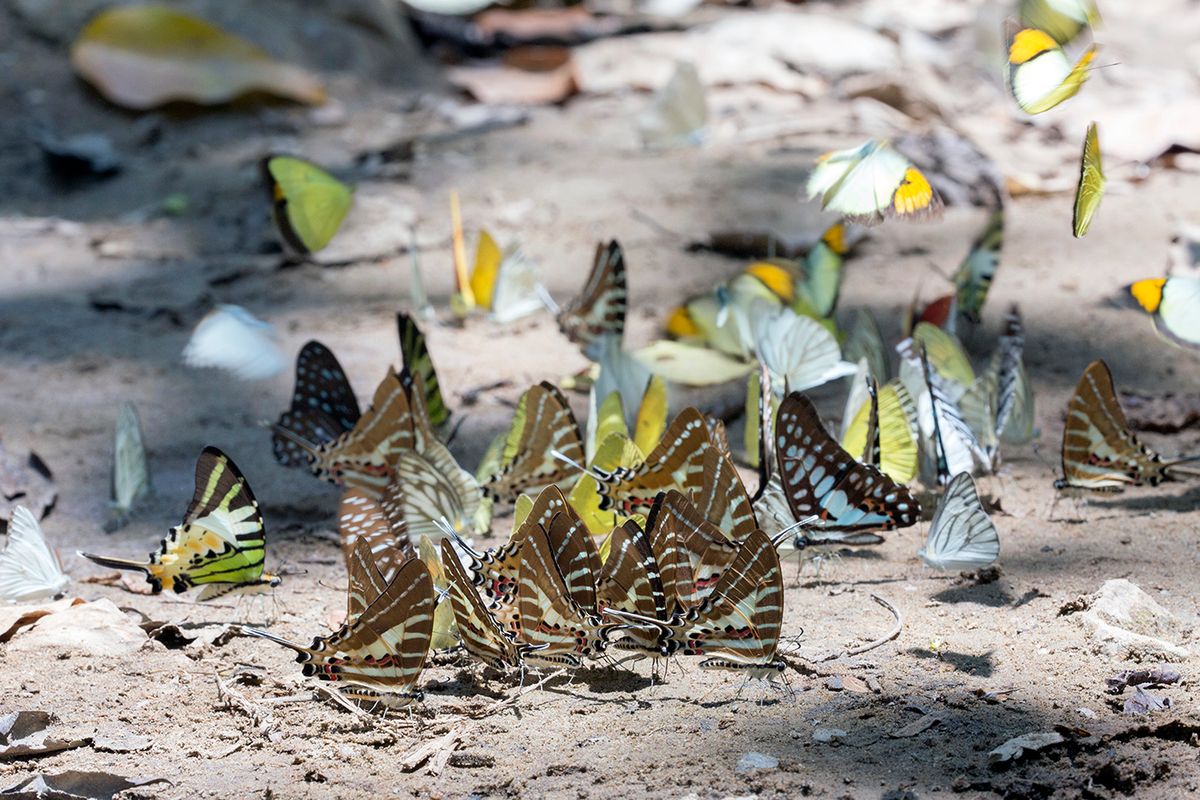 To Puddle or Not To Puddle: Review Highlights Unanswered Questions About Butterfly Behavior