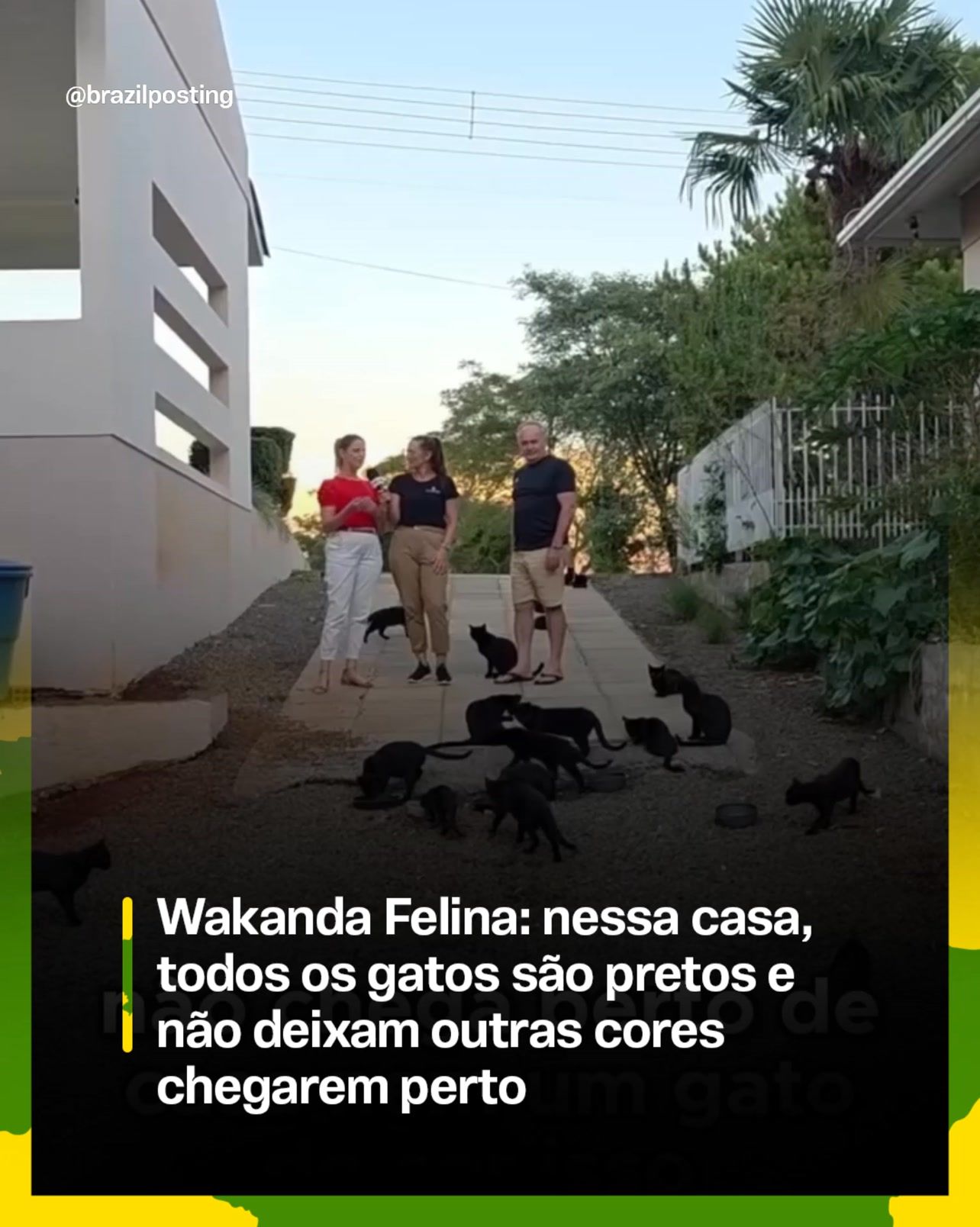 Wakanda Felina: a casa onde só vivem gatos pretos e o que a genética e o preconceito têm a ver com isso
