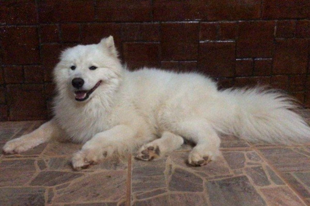 Entenda por que alguns cães têm o hábito de montar em pessoas