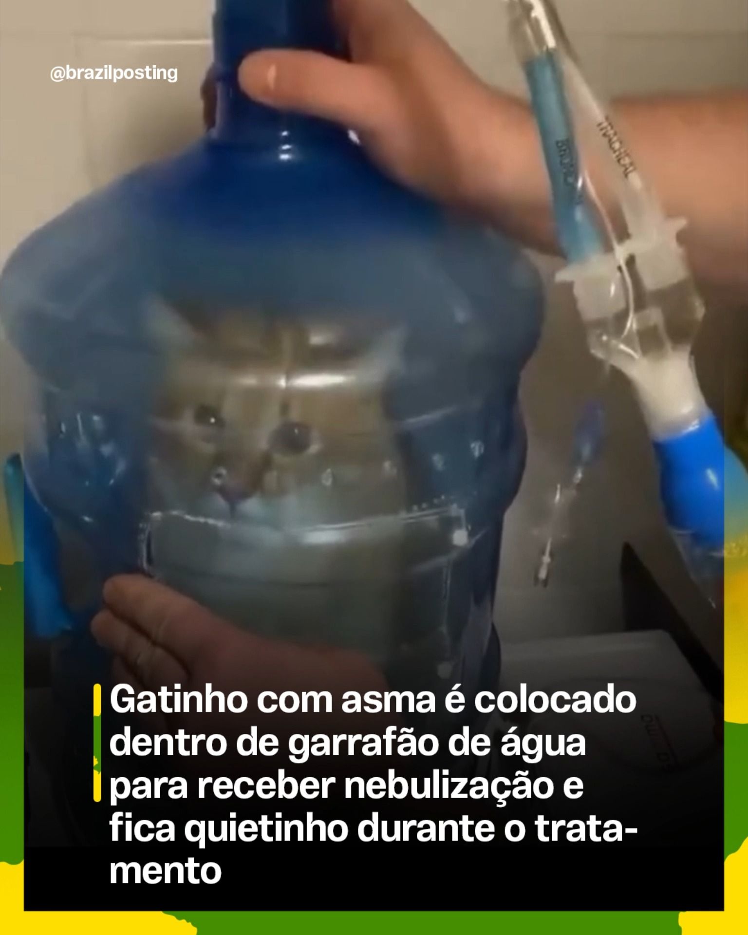 Gato asmático faz nebulização dentro de garrafão adaptado e fica tranquilo durante o tratamento: técnica tem respaldo veterinário