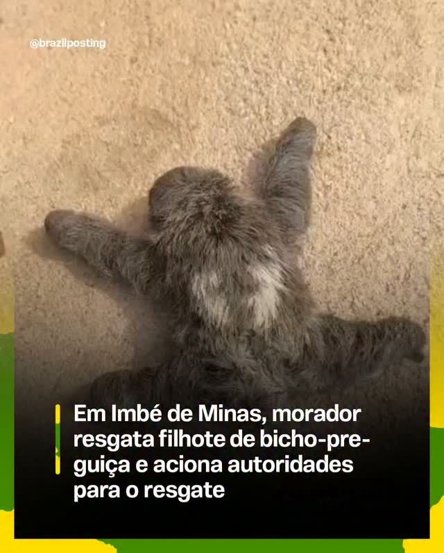 Filhote de bicho-preguiça resgatado em Imbé de Minas permanece com a mãe até seis meses