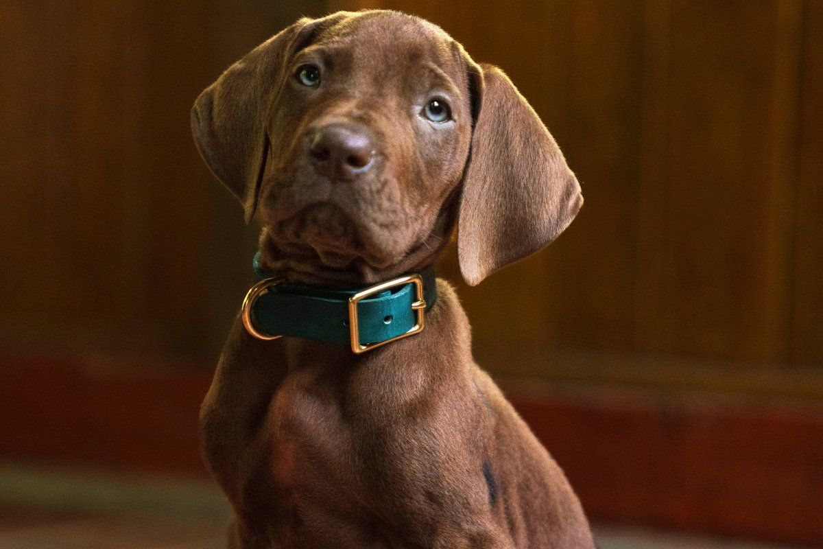 Scooby-Doo tem visual do live-action 'A Origem' revelado. Confira!