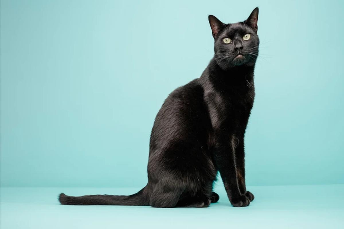 Pesquisa Cobasi analisa abandono e adoção de gatos pretos