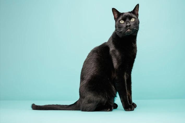 Pesquisa Cobasi analisa abandono e adoção de gatos pretos
