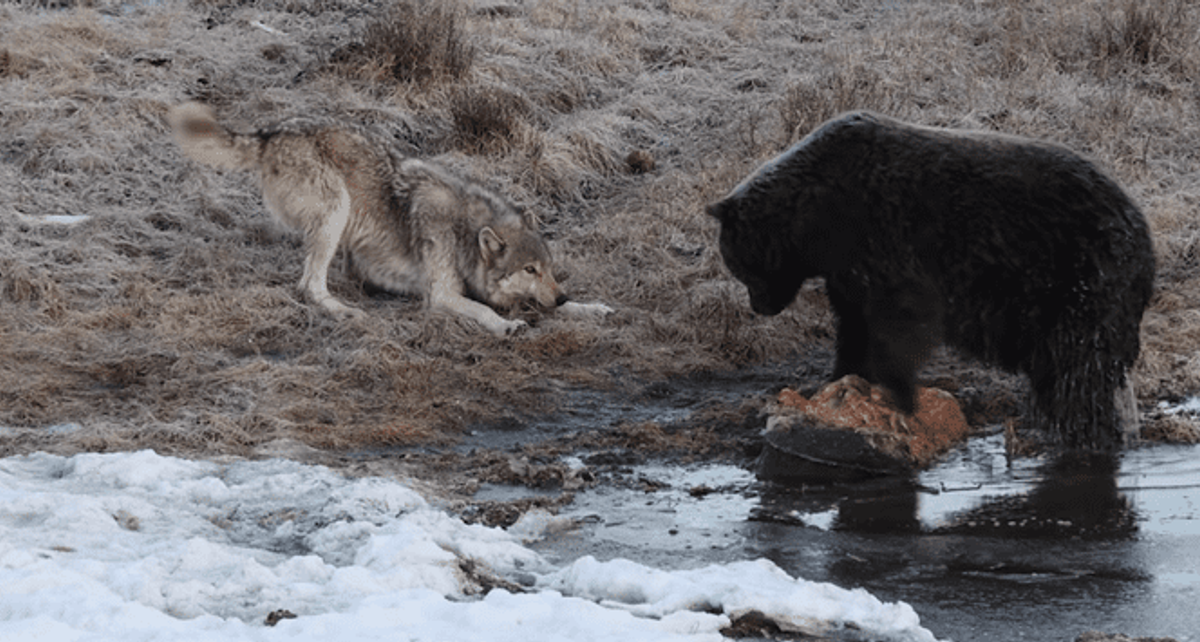 Yellowstone Wolf Playfully Tries To Lure A Grizzly Bear Away From Carcass