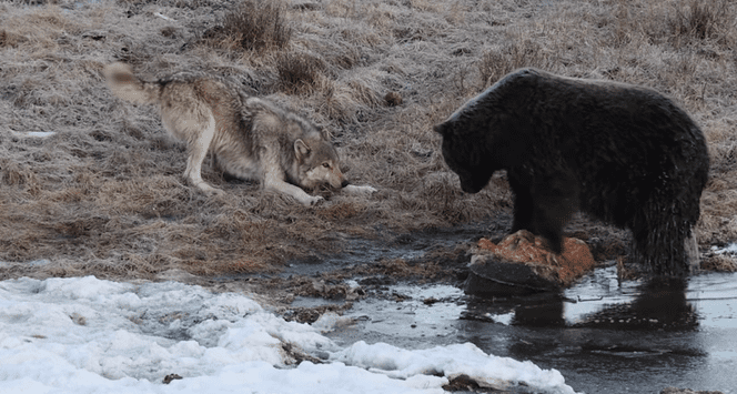 Yellowstone Wolf Playfully Tries To Lure A Grizzly Bear Away From Carcass