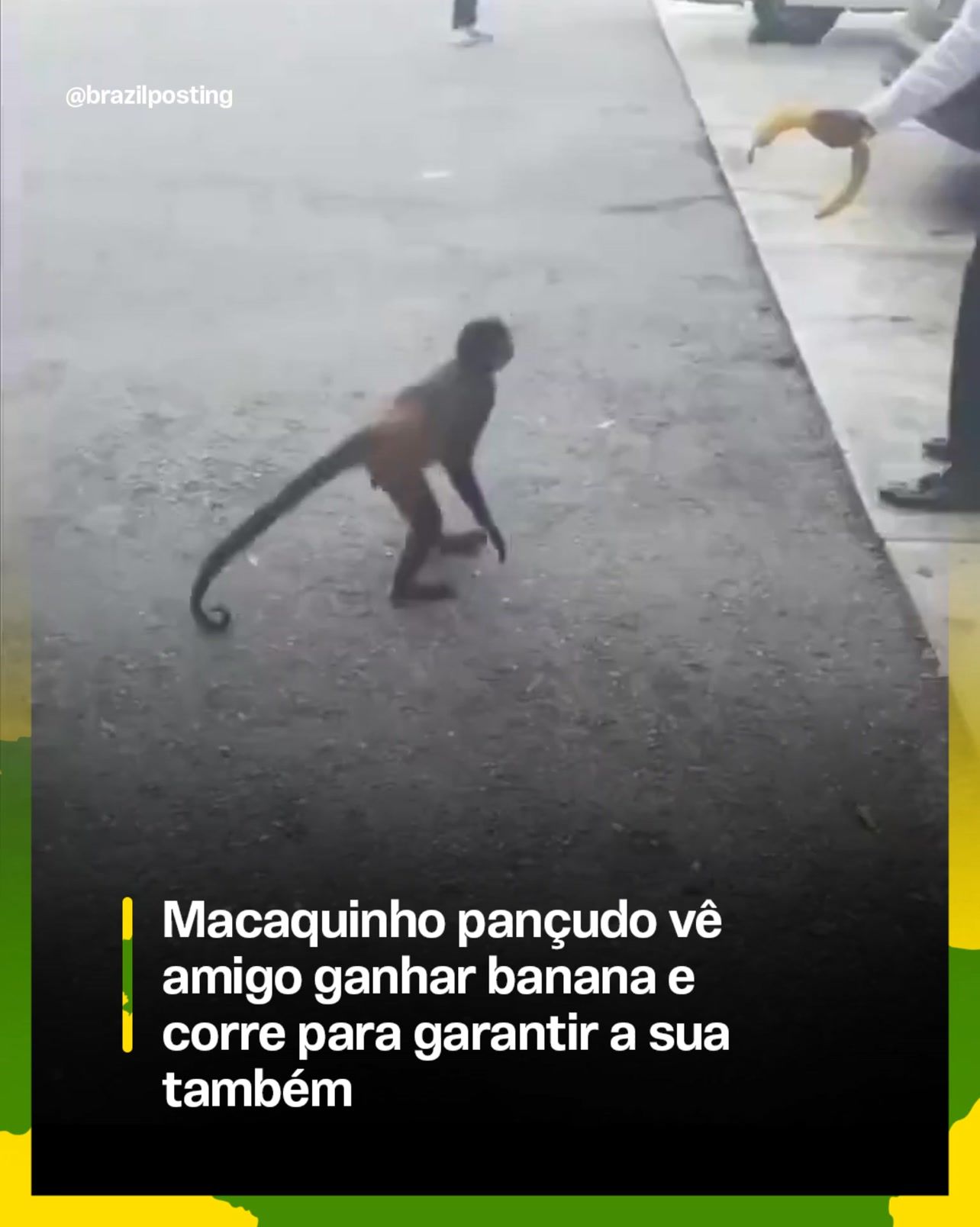 Macaquinho com a barriga arredondada correndo atrás de banana é fofo, mas conta uma história menos engraçada