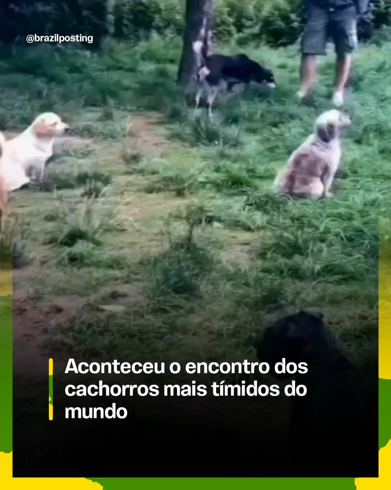 Timidez canina: quando dois cães tímidos se encontram